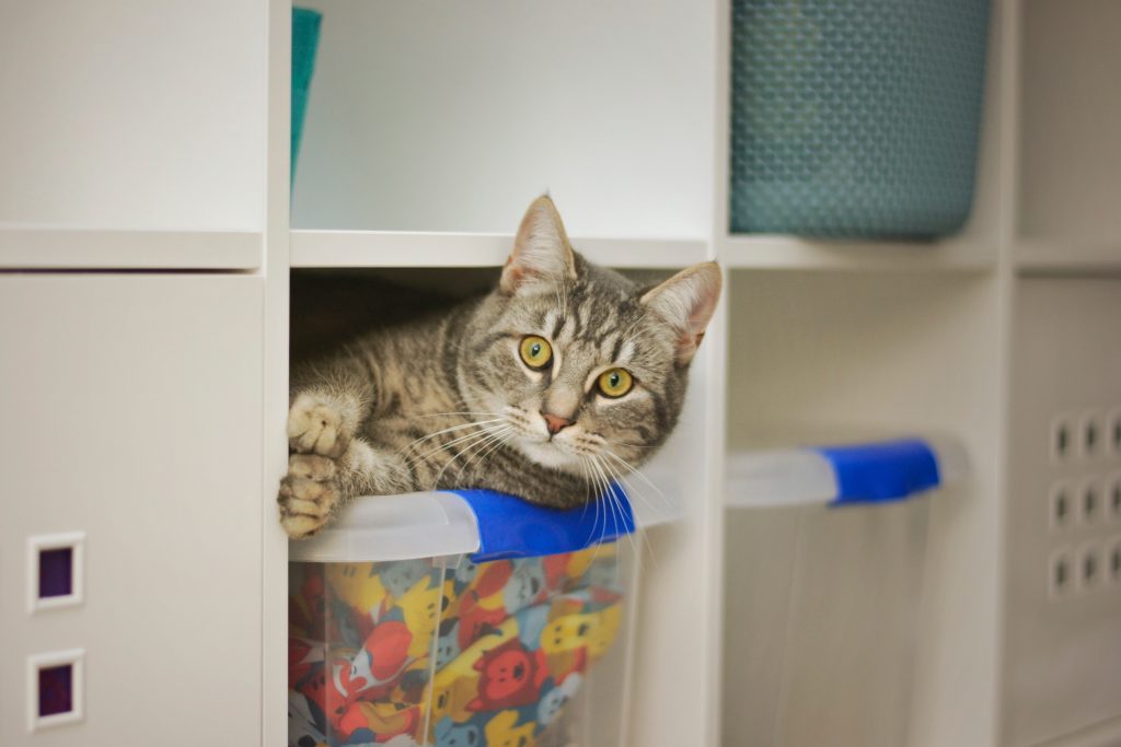 Cat on a closet organizer bin
