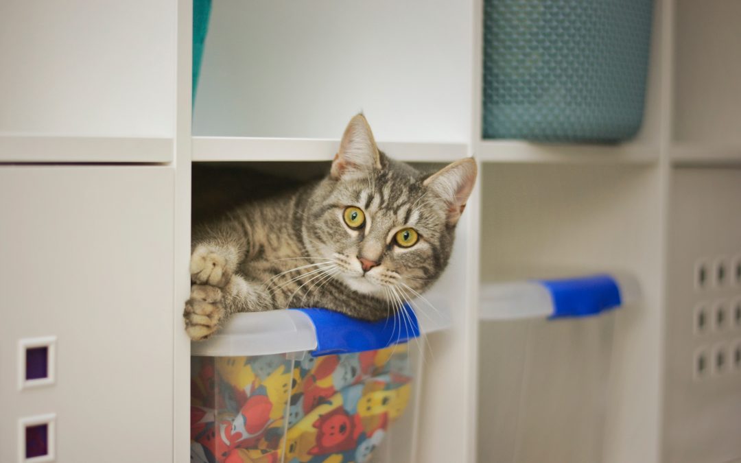Cat on a closet organizer bin