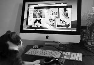 Cat on a virtual meeting with other cats