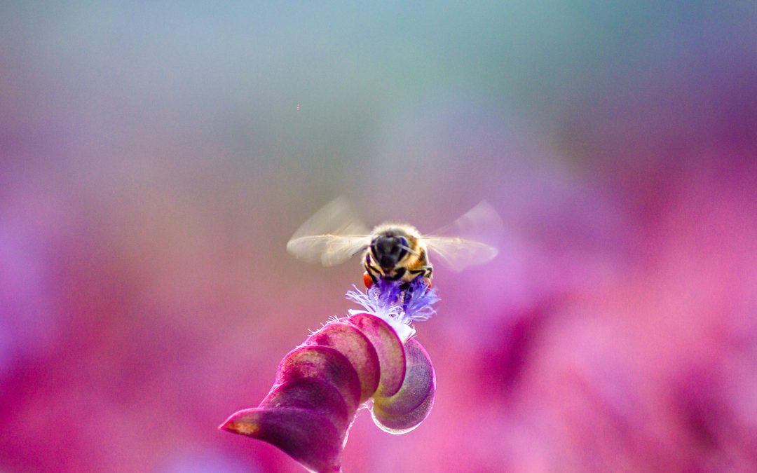 A bee on a flower in a field of pink and purple flowers.